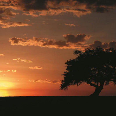 Fairmont Mara Safari Club image