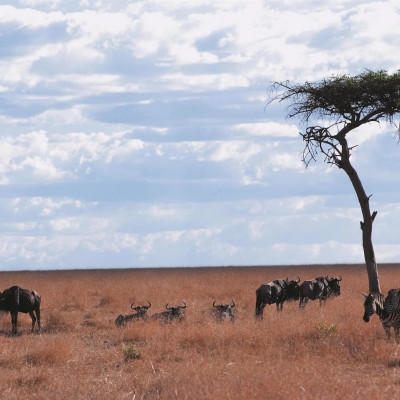 Fairmont Mara Safari Club image