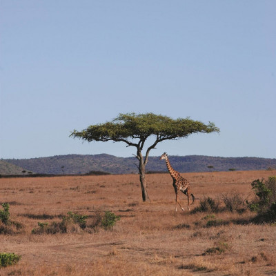 Fairmont Mara Safari Club image