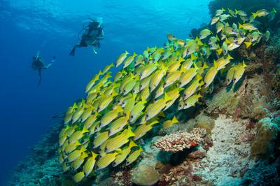 Diving