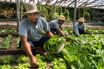 Communal areas - Amanpulo, Philippines – Organic Garden_Office_14175