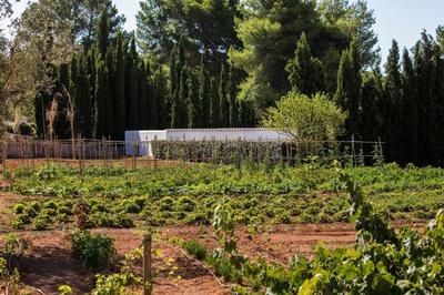 Organic Garden