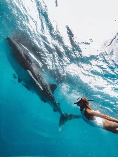 Whale Diving