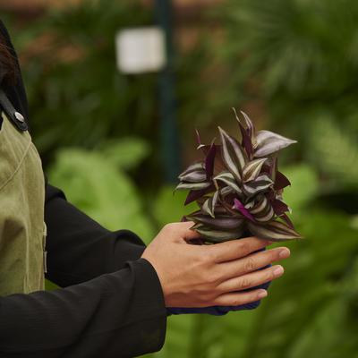 Activities - Plant Making Workshop