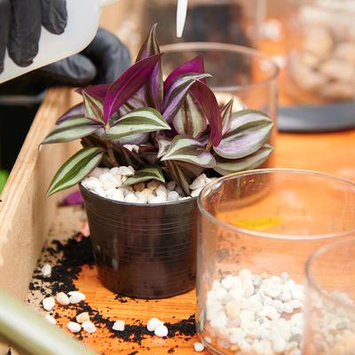 Activities - Plant Making Class