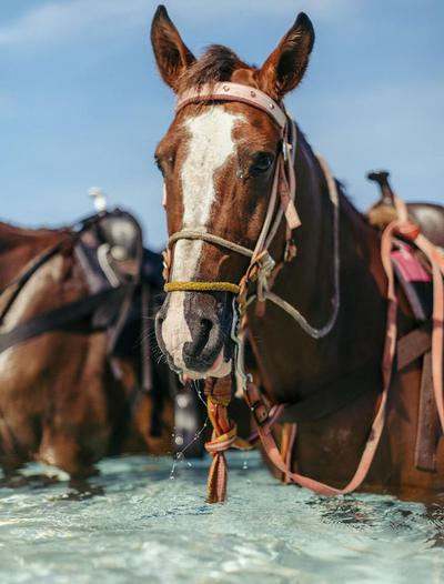 Horse Riding