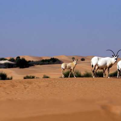 Al Maha, A Luxury Collection Desert Resort & Spa, Dubai image