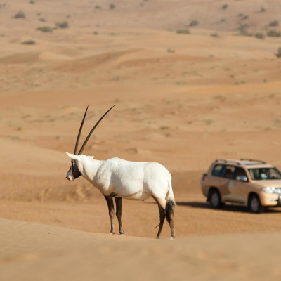 Al Maha, A Luxury Collection Desert Resort & Spa, Dubai image