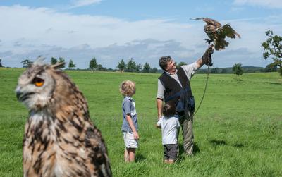 Falconry