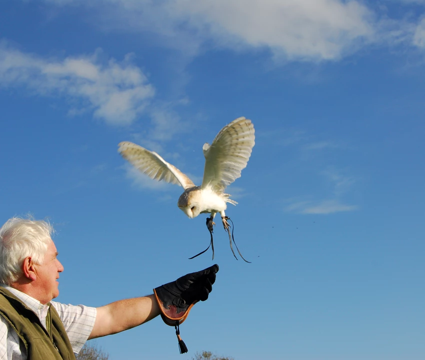 Falconry