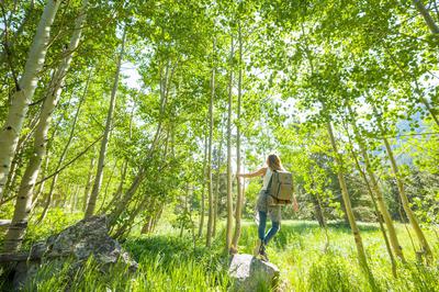 Aspen Mountain Hikes