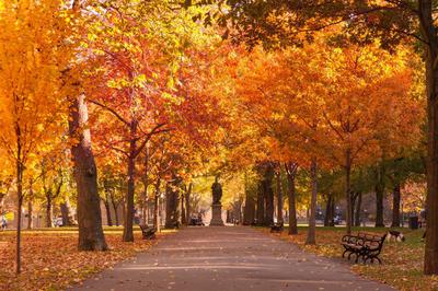 Boston Commonwealth Avenue