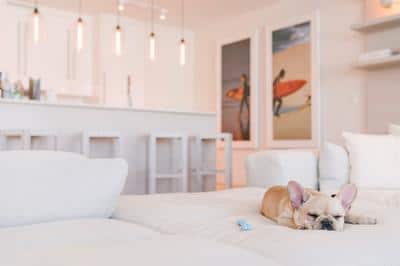 Pet Friendly