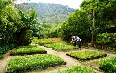 Organic Garden