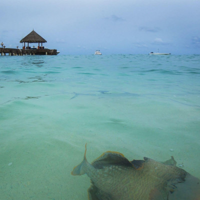 Vivanta By Taj Coral Reef image
