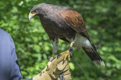 Falconry