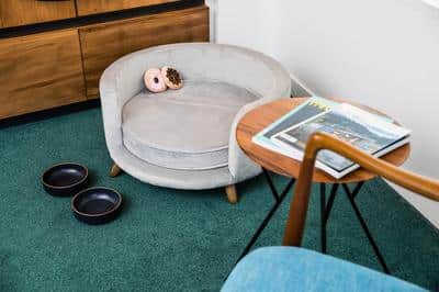 Pet Friendly Room