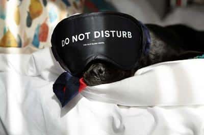 Pet Friendly Room