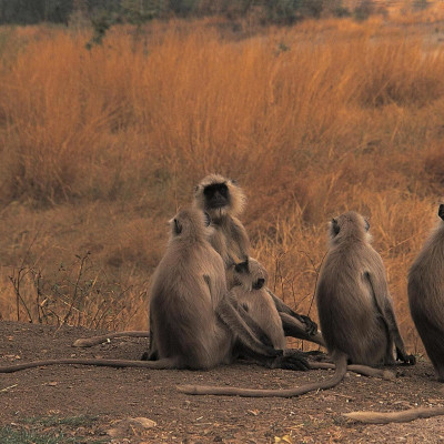 The Oberoi Vanyavilas Wildlife Resort, Ranthambore image