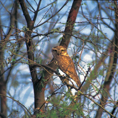 The Oberoi Vanyavilas Wildlife Resort, Ranthambore image