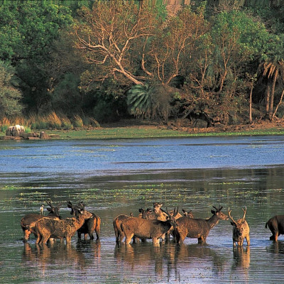 The Oberoi Vanyavilas Wildlife Resort, Ranthambore image