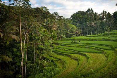 Rice Field