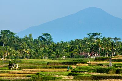 Rice Fields