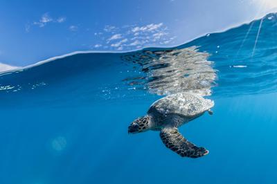 Turtle Expedition Snorkel