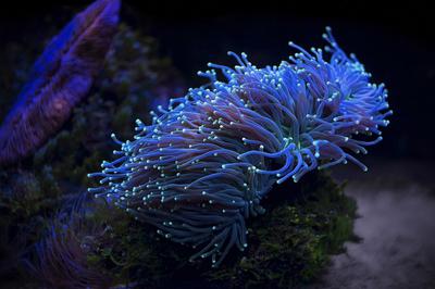 UV Night Snorkelling