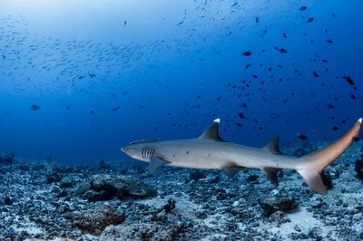 Shark Adventure Snorkelling Trips