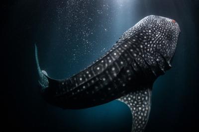 Whale Shark Expedition & Picnic