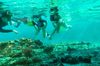 Coral Propagation