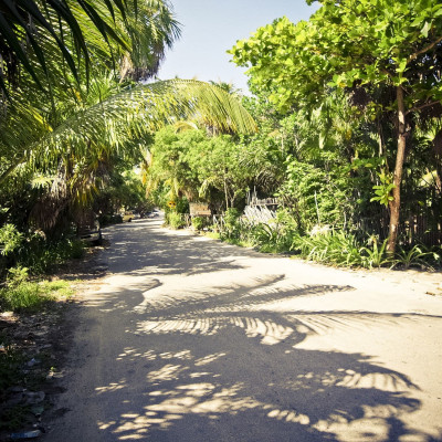 Papaya Playa Project image