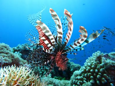 Snorkelling