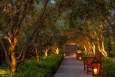 Olive Tree Garden