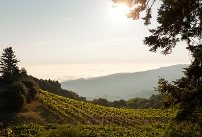 Vineyard