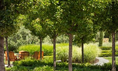 Cypress Garden