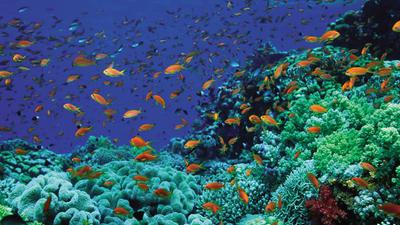 Snorkelling