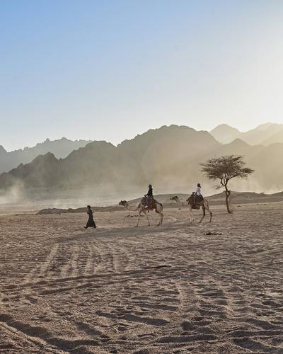 Sunset Safari