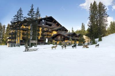Dog Sledding Adventure