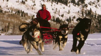 Dog Sledding