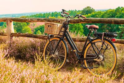 Bike Rental