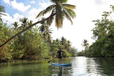 Paddle Board