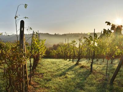 Vineyard