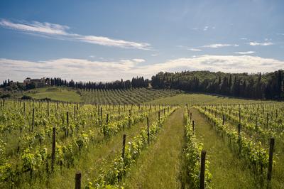 Estate Vineyards