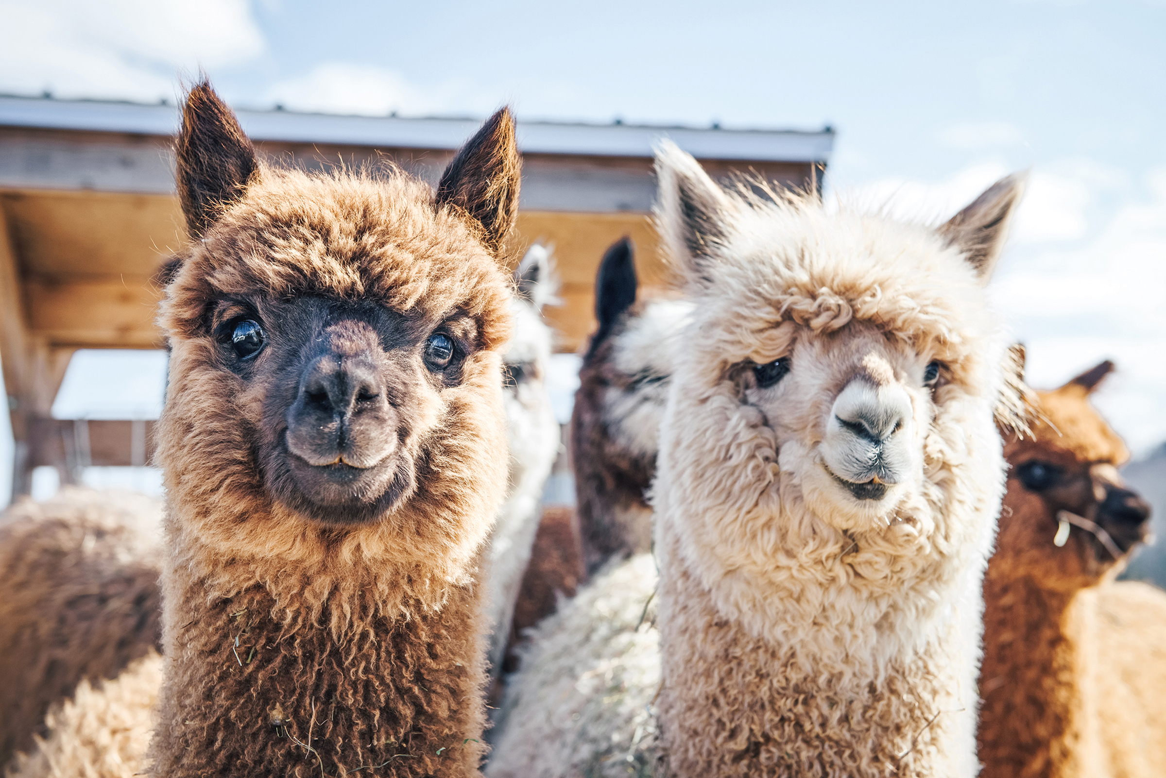 Lama & Alpaca Trekking