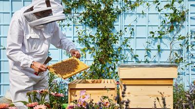 Rooftop Bees