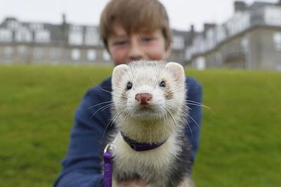 Ferret Lessons