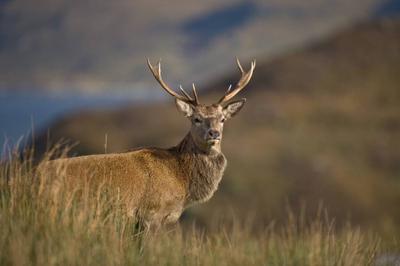 Deer Stalking