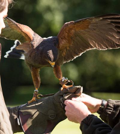 Introduction to Falconry